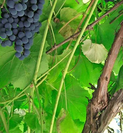 In Monumental House Centre Bed & Breakfast Maastricht