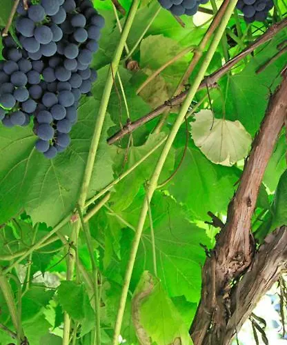 In Monumental House Centre Bed and breakfast Maastricht