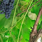 In Monumental House Centre Frühstückspension Maastricht